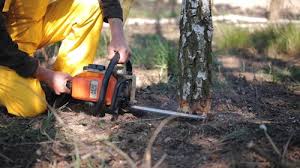 Professional Tree Care in Montevallo, AL