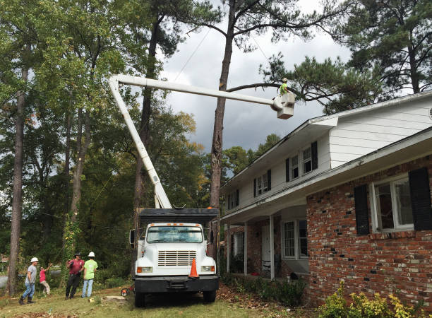 Tree and Shrub Care in Montevallo, AL