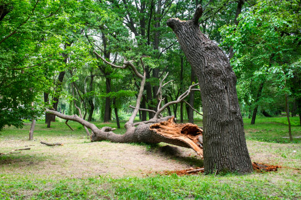 How Our Tree Care Process Works  in  Montevallo, AL